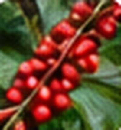Kopi Robusta